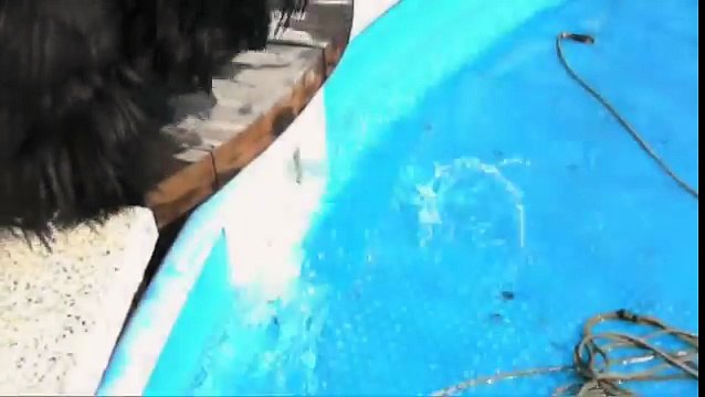 Scottish terrier jumps in the pool