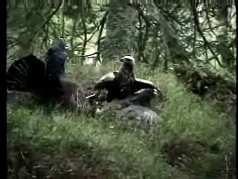 Golden Eagle Attack