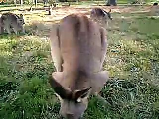 Kangaroos all around