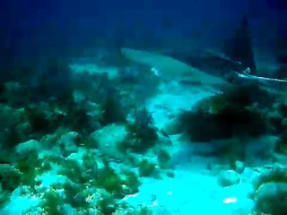 Chasing down the Eagle Ray