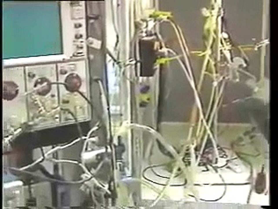 Cruel Cat Experiments