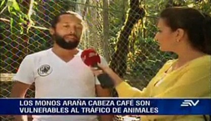 Los monos araña regresan a casa