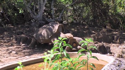 Preserving Lonesome George Short Doc