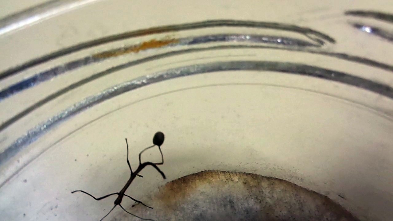 Naissance d'un de nos bébés phasme