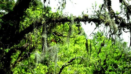 RODRIGO SIMAS apronta em "QUINTA DAS JANELAS" de Pedro Foss