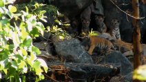 Tigress and her Cubs live in Beautiful Forest ! Long Live Tigers