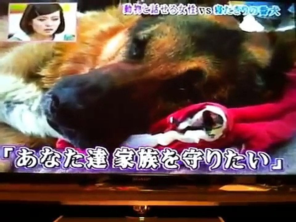 ハイジ