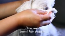 No More Tear Stains: Grooming Milo (Maltese) Meets World