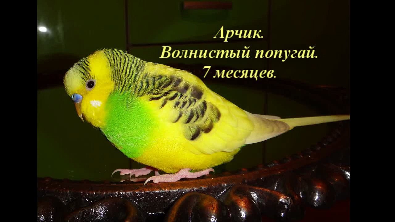 Арчик - говорящий попугай