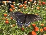 Butterflies: Natures Beauties   (Featuring 23 different kinds!)