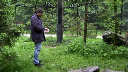 Stealing, Spying and Bluffing: The Raven - Extraordinary Animals - Series 2 - Earth