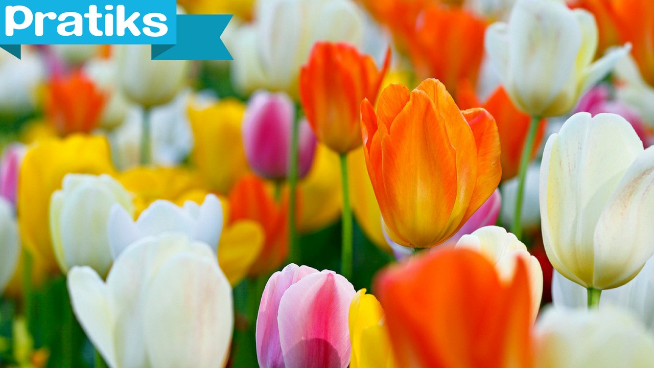 L'astuce pour redonner vie à un bouquet de tulipes - Gaël gagne du temps -  Vidéo Dailymotion