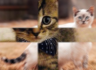 indirimli kedi maması