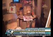 Barranco: 30 perros vivían en pésimas condiciones en dos viviendas