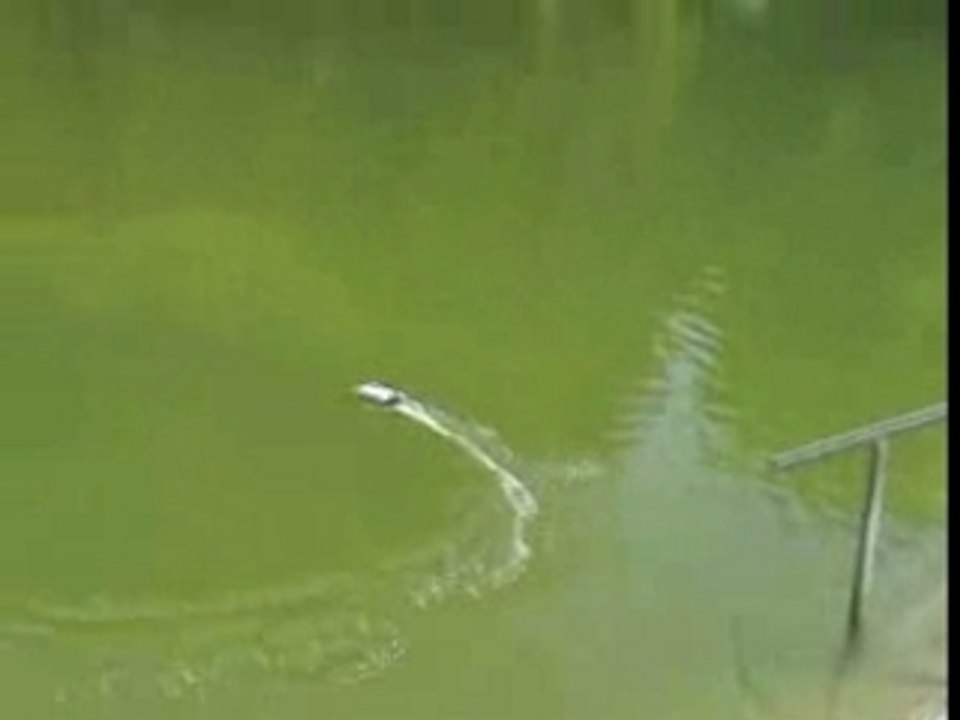 Kyosho Mini-Z Formula boat modifié Lipo