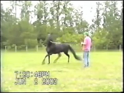 Speed Gaited Horse - The Virginia Undertaker
