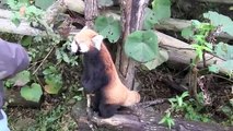 立ち上がっておねだりレッサーパンダ~Red Panda