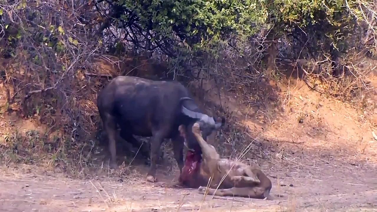 Battle To The Death: Lion vs. Buffalo (Both Later Die From Their Wounds)
