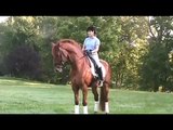 Henk van Bergen's Methods to Create Better Balance in a Dressage Horse