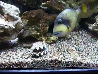 triggerfish mantis shrimp aquarium