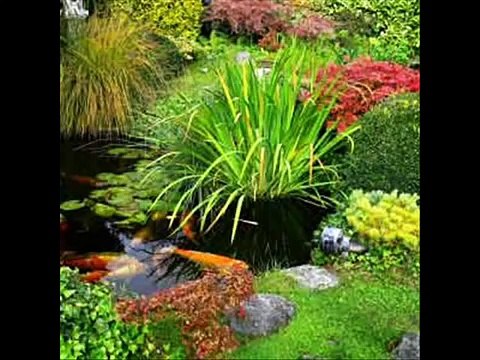 Why You Need Koi Pond Plants