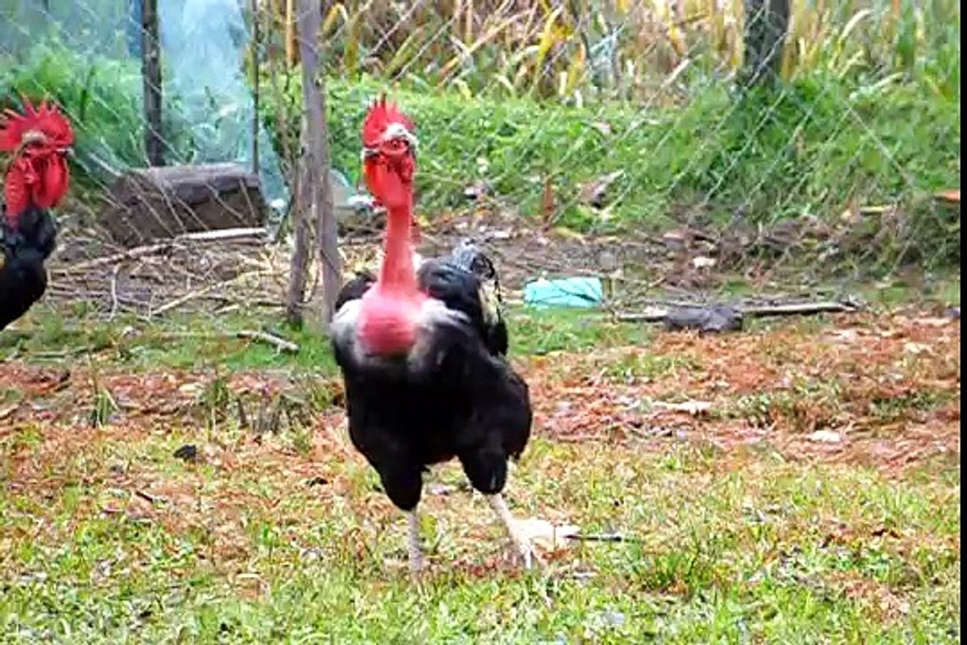 Gallo cantando