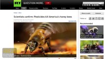 Why are the bees dying?