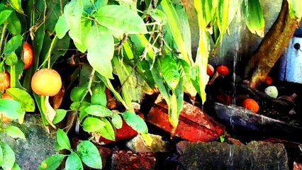 Sweet Disposition (Tissot, Brazil, 2014, 8 min)