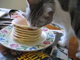 Cat eating pancakes