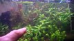 Buying Aquarium Plants: Amano Soil vs Dirt in the Planted Aquarium Substrate