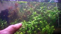 Buying Aquarium Plants: Amano Soil vs Dirt in the Planted Aquarium Substrate