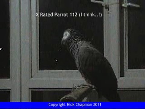 THE African Grey! Ruby, The swearing parrot X Rated Parrot 112.