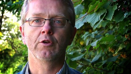 Økologisk grovfoder til høns