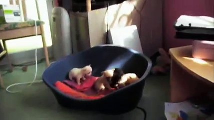 My beautiful Chihuahua Puppies!!!!