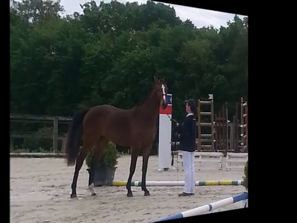 Dis moi'tou - Modèle et allures Chauffry 2015