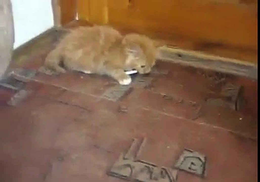 chat clope