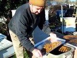 PROPOLIS,Propolis Traps Harvesting,Honey Bees Resin Beekeeper John Pluta Beehives Georgia Beekeeping