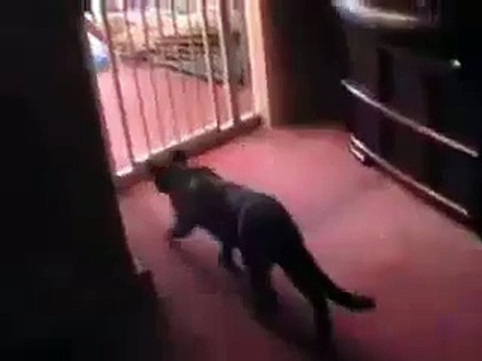 failed cat jump
