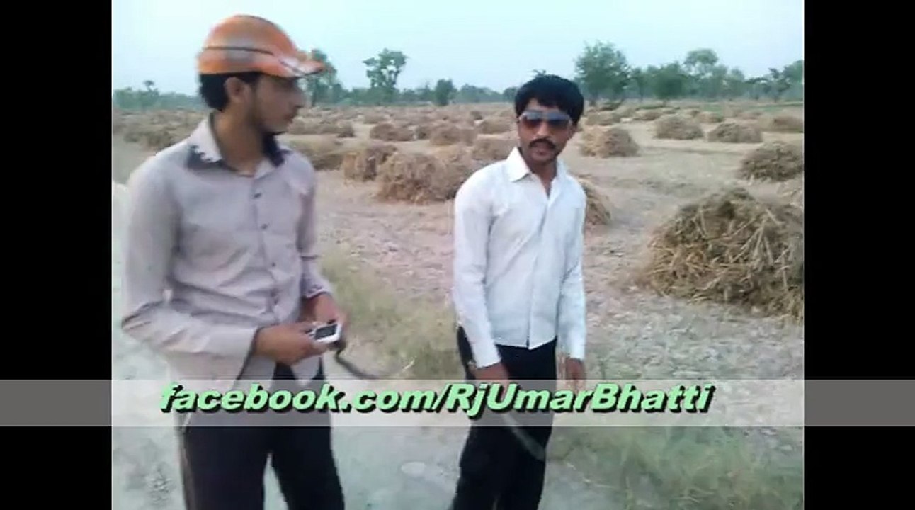 Cutting Wheat Momi Dady boys
