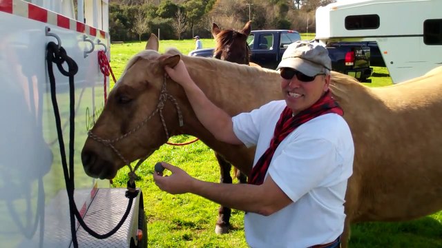 Introducing & Teaching a Horse to Accept Ear Plugs- Rick Gore Horsemanship
