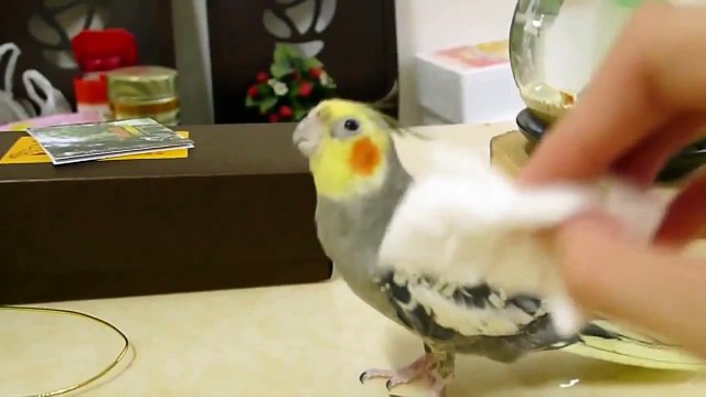 Попугай корелла поет песенку, тю тю тю. Cockatiel sings