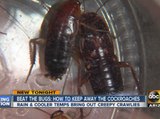 Beat the bugs: How to keep away cockroaches