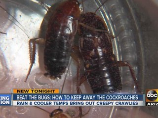 Beat the bugs: How to keep away cockroaches