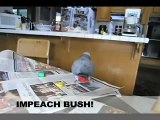 African Grey Parrot Zeke wants Starbucks and Impeach Bush