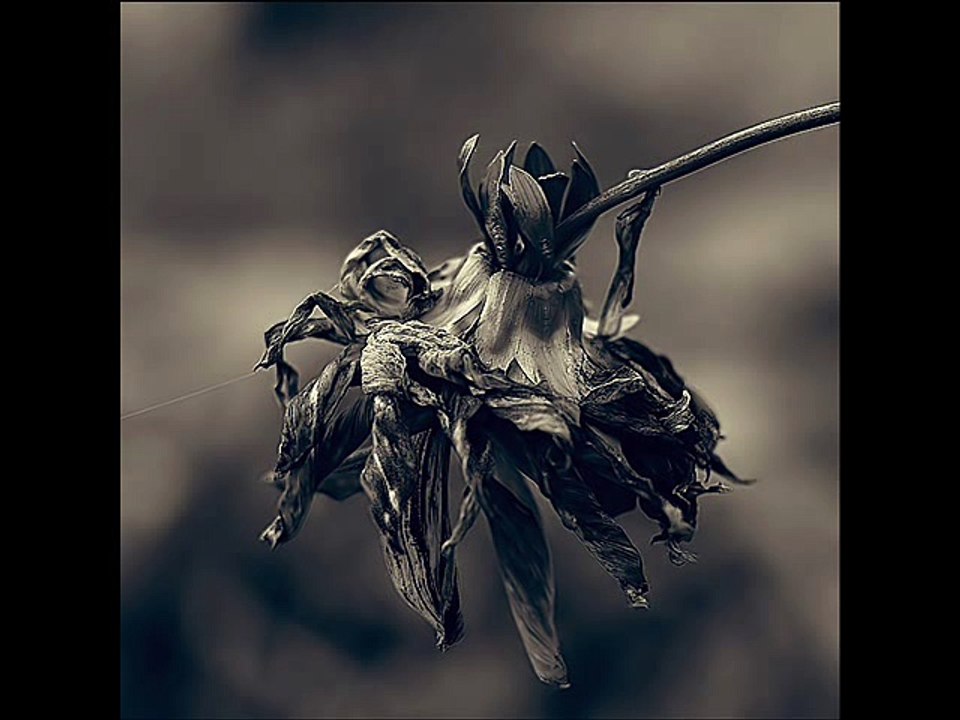 The Polar Dream - Last Day, Last Breath