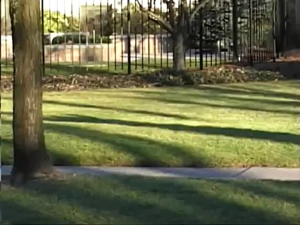 Funny Bird