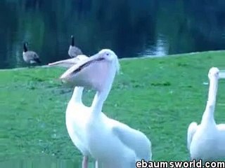 pelican eating pigeon