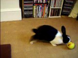 Rabbit Playing