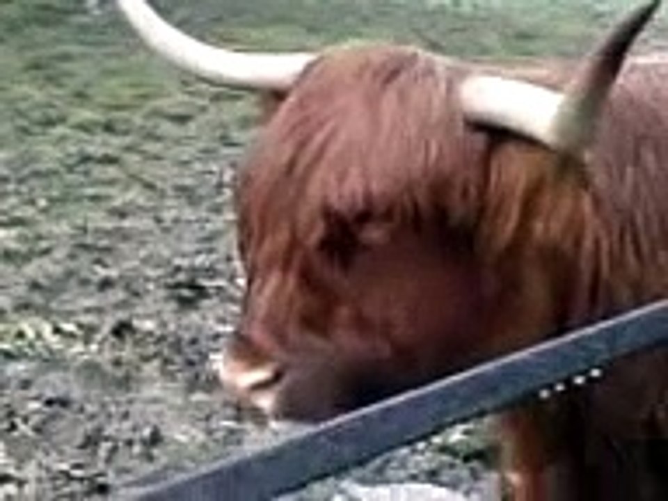 Moo !!
