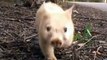 WHITE WOMBAT: Rare wombat is wonder Down Under